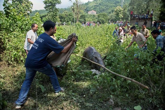 6 baby rhinos saved from being washed away by India floods | iNFOnews.ca 6 baby rhinos saved from being washed away by India floods | iNFOnews.ca