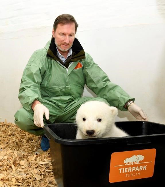 It's a girl! Berlin zoo's baby polar bear has 1st checkup | iNFOnews.ca