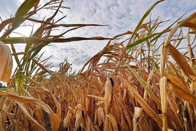 UN: World could hit 1.5-degree warming threshold by 2024 | iNFOnews.ca
