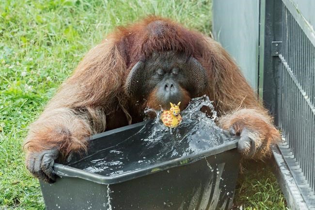 Orangutans, polar bears make a splash as Europe swelters | iNFOnews.ca