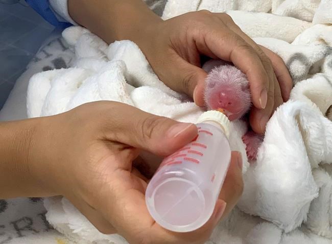 Panda twins doing well, gaining weight, says Berlin zoo | iNFOnews.ca Panda twins doing well, gaining weight, says Berlin zoo | iNFOnews.ca