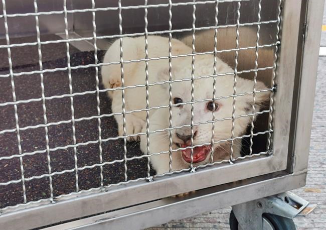 White lion cub involved in highway crash in Germany is fine | iNFOnews.ca