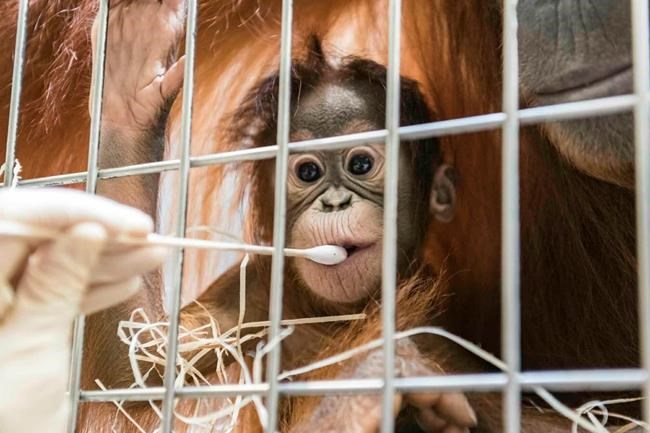Who's the daddy? Surprise in Swiss orangutan paternity test | iNFOnews.ca Who's the daddy? Surprise in Swiss orangutan paternity test | iNFOnews.ca