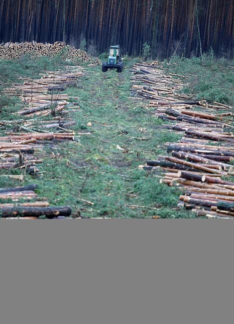 German court says Tesla can fell trees at site of new plant | iNFOnews.ca German court says Tesla can fell trees at site of new plant | iNFOnews.ca