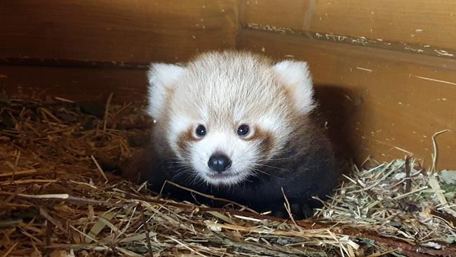 Red panda born in Berlin as part of global breeding program | iNFOnews.ca Red panda born in Berlin as part of global breeding program | iNFOnews.ca