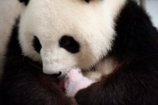 Berlin panda babies thriving - and cute - at 2 weeks old | iNFOnews.ca Berlin panda babies thriving - and cute - at 2 weeks old | iNFOnews.ca