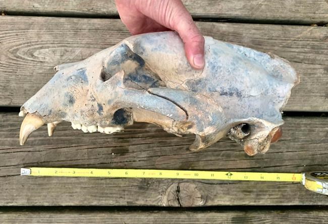 Kayakers find partially fossilized bear skull in Kansas | iNFOnews.ca Kayakers find partially fossilized bear skull in Kansas | iNFOnews.ca
