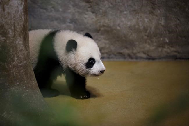 Madrid zoo names latest panda bear Chulina, or Cutey | iNFOnews.ca CP1625983931
