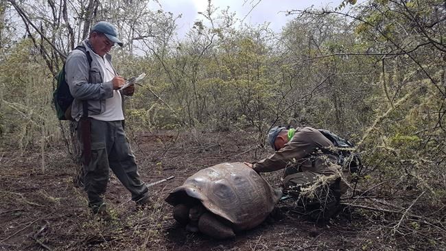 Descendants of extinct tortoise species found in Galapagos | iNFOnews.ca Descendants of extinct tortoise species found in Galapagos | iNFOnews.ca