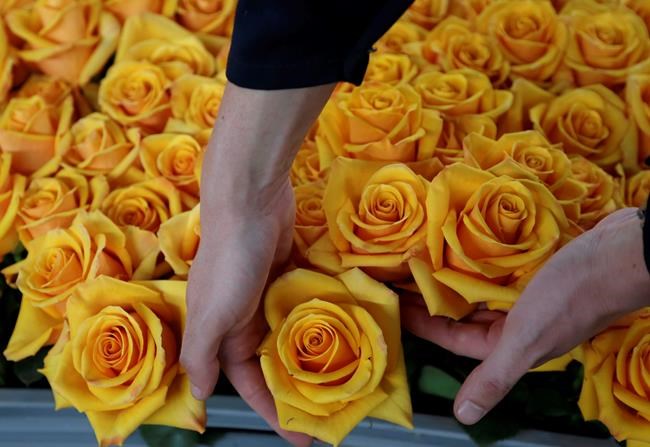 Preserved roses bring Valentine's Day sales jolt to Ecuador | iNFOnews.ca Preserved roses bring Valentine's Day sales jolt to Ecuador | iNFOnews.ca