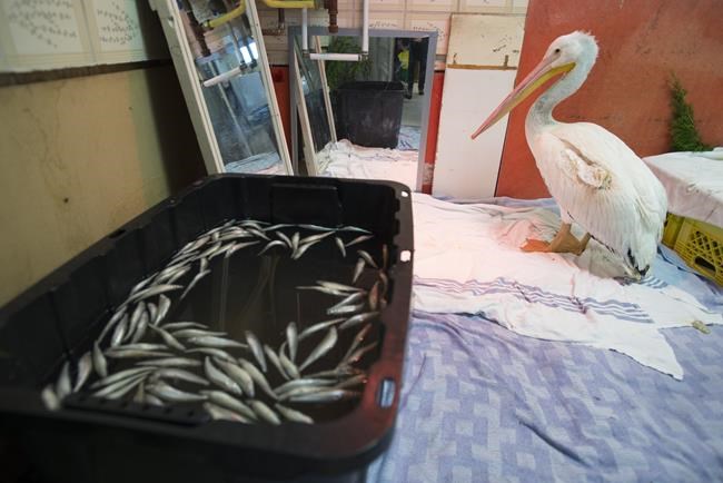 Injured pelican found near death in B.C. to be released after lengthy rehab | iNFOnews.ca CP2101508291