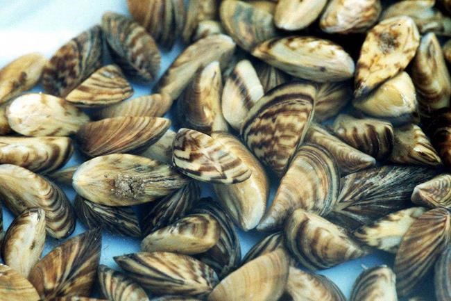 COVID-19 restrictions may aid B.C.'s ongoing battle against invasive mussels | iNFOnews.ca COVID-19 restrictions may aid B.C.'s ongoing battle against invasive mussels | iNFOnews.ca