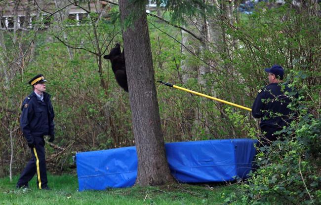 Explosive devices to scare bears banned in Vancouver over safety, noise issues | iNFOnews.ca Explosive devices to scare bears banned in Vancouver over safety, noise issues | iNFOnews.ca