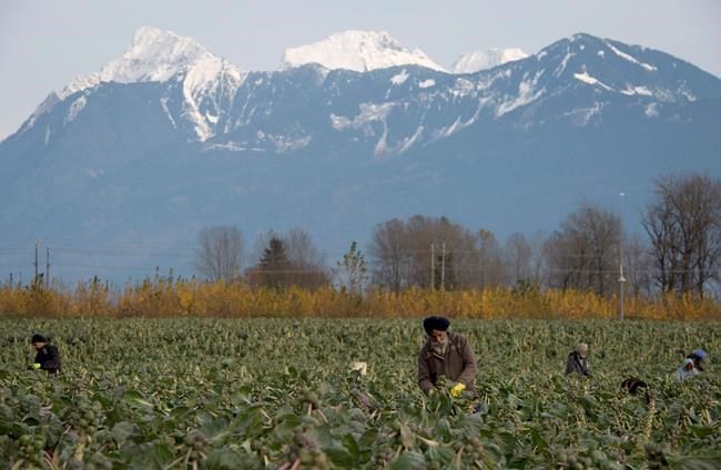 New site is one-stop shop for B.C. workers, farmers, during pandemic | iNFOnews.ca