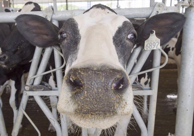 Canada's dairy processors to lose $100M if USMCA takes effect in July: Plett | iNFOnews.ca Canada's dairy processors to lose $100M if USMCA takes effect in July: Plett | iNFOnews.ca