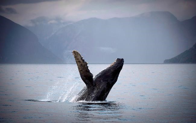 One entangled humpback whale off B.C. coast free of fishing gear | iNFOnews.ca CP47051661