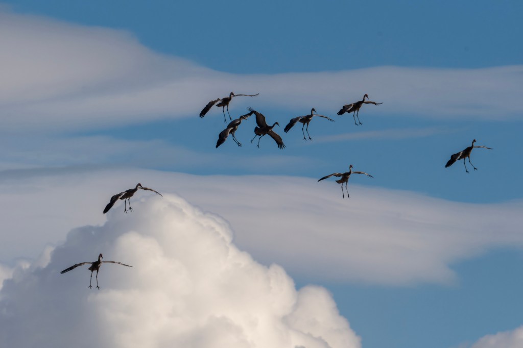 iN PHOTOS: Sandhill cranes land in Kamloops on blustery day | iNFOnews.ca