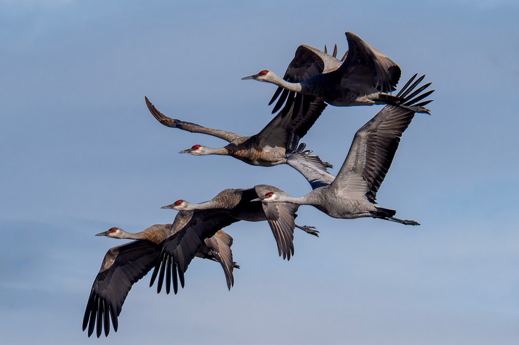 iN PHOTOS: Sandhill cranes land in Kamloops on blustery day | iNFOnews.ca