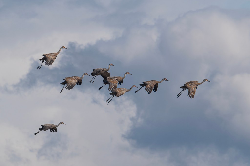 iN PHOTOS: Sandhill cranes land in Kamloops on blustery day | iNFOnews.ca