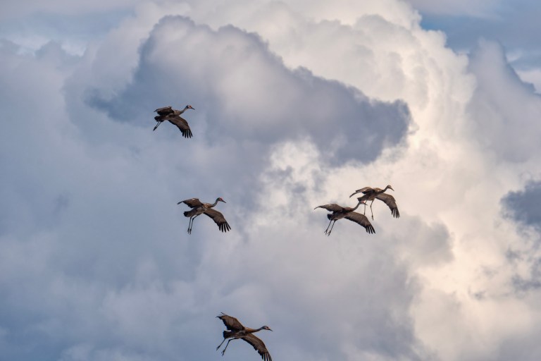 Five sandhill cranes are in the air against a backdrop of fluffy clouds with wings spread and legs dangling down.
