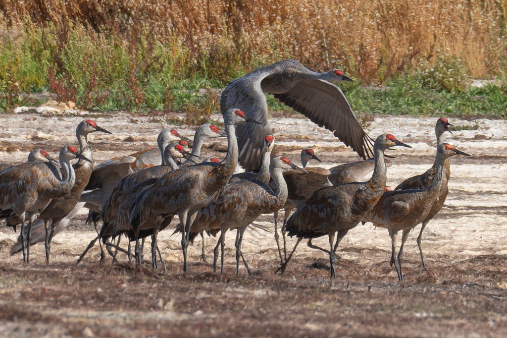 iN PHOTOS: Sandhill cranes land in Kamloops on blustery day | iNFOnews.ca