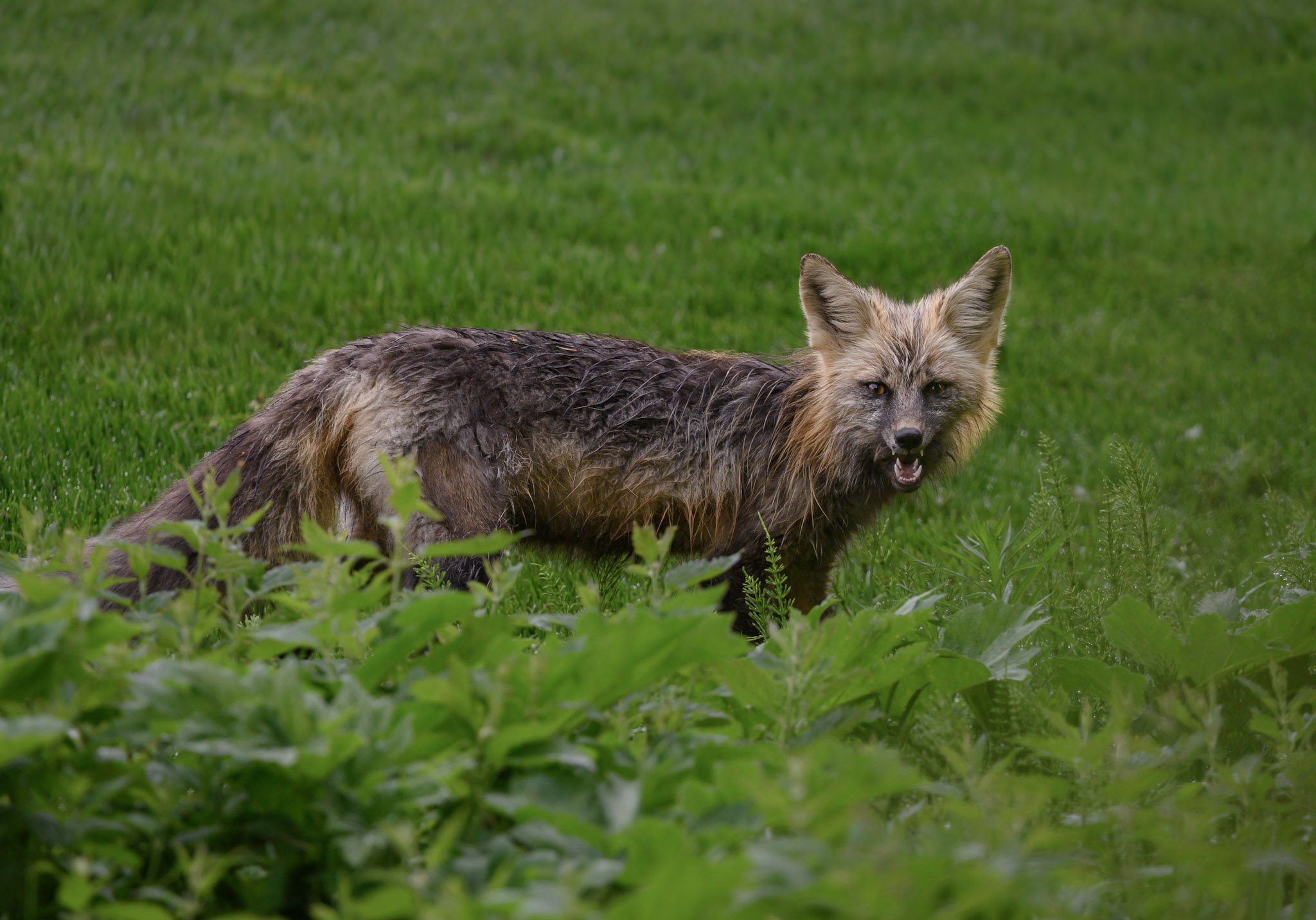 A fox stands in green grass.