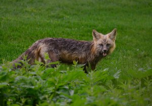 A fox stands in green grass.