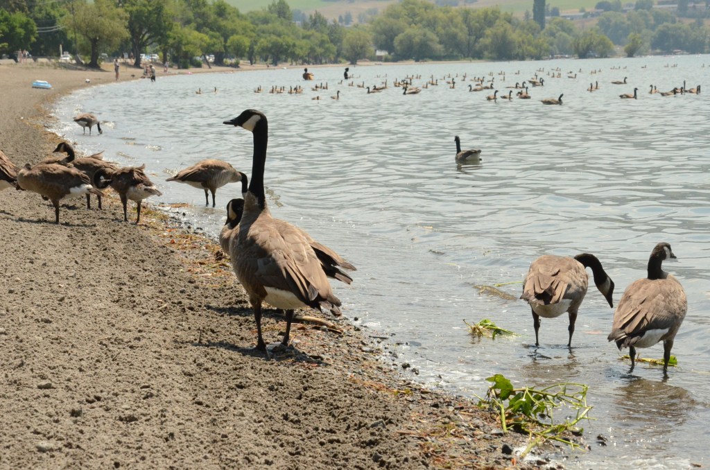 A cull almost eradicated them, but a year later Canada geese returning to Vernon beach | iNFOnews.ca A cull almost eradicated them, but a year later Canada geese returning to Vernon beach | iNFOnews.ca