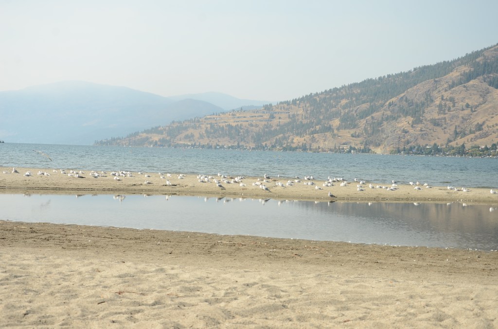 'It's way better': Vernon goose cull leads to clean beaches | iNFOnews.ca 'It's way better': Vernon goose cull leads to clean beaches | iNFOnews.ca