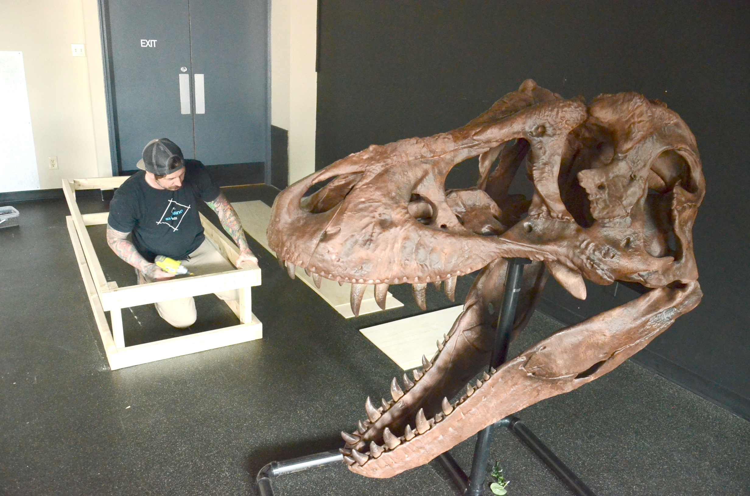 A man drills holes in a 2x4 behind a T. rex skeleton head.