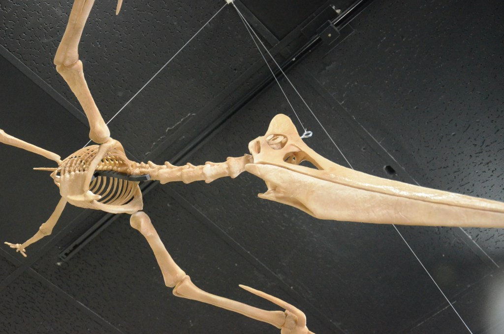 Never before seen flying pterosaurs heading to Okanagan Science Centre | iNFOnews.ca