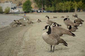 Canada geese on a beach in Vernon.