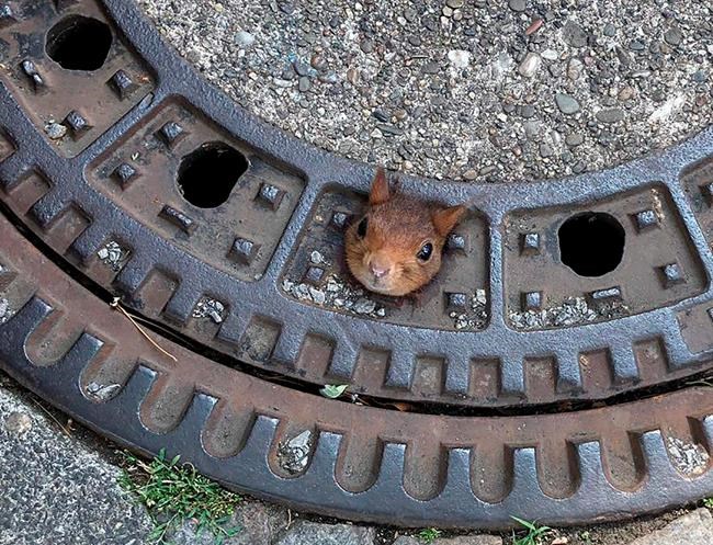 German firefighters rescue squirrel stuck in manhole cover | iNFOnews.ca CP454983005