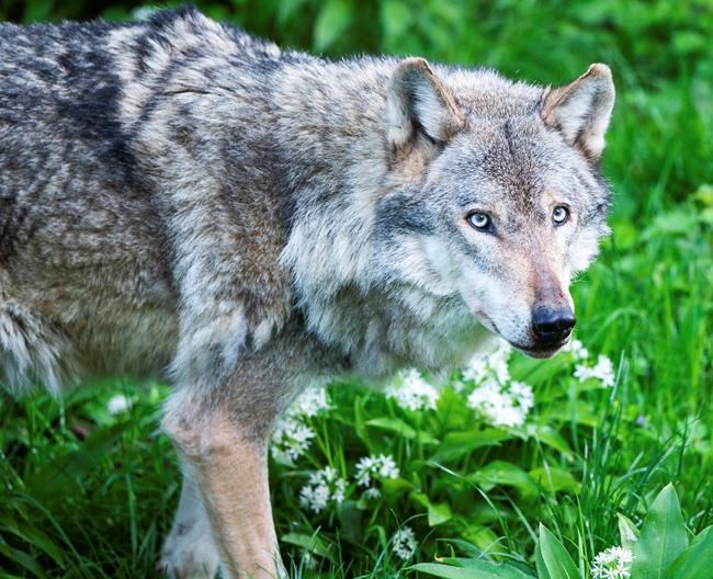 The return of the wolf: Wild cubs born in the Netherlands | iNFOnews.ca