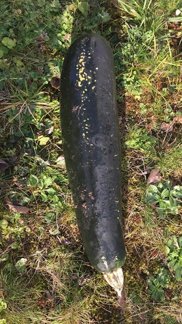 Fears squashed: Zucchini mistaken for WWII bomb in Germany | iNFOnews.ca