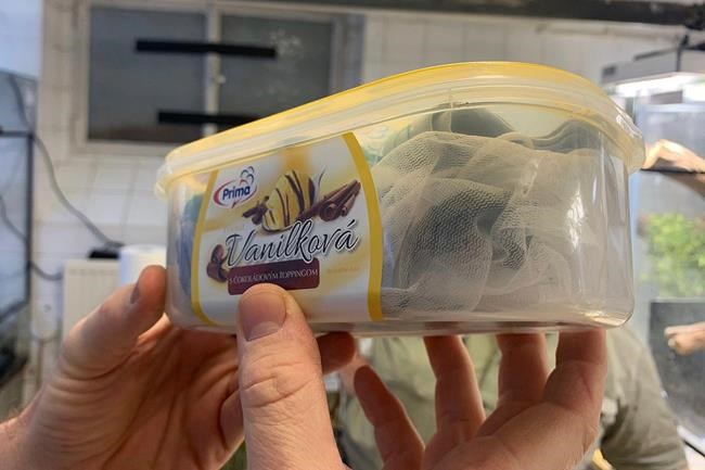 Austria stops man trying to smuggle in 74 chameleons | iNFOnews.ca Austria stops man trying to smuggle in 74 chameleons | iNFOnews.ca