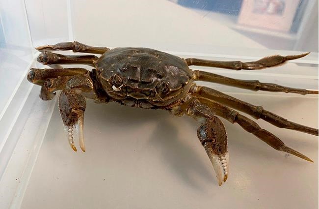 Large Chinese mitten crab crawls into German woman's home | iNFOnews.ca
