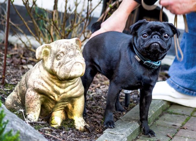 German town defends seizing family's pet, selling it on eBay | iNFOnews.ca German town defends seizing family's pet, selling it on eBay | iNFOnews.ca