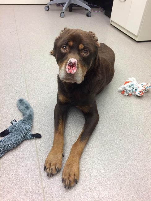 Dog found with ears, nose cut off; Reward offered for arrest | iNFOnews.ca Dog found with ears, nose cut off; Reward offered for arrest | iNFOnews.ca