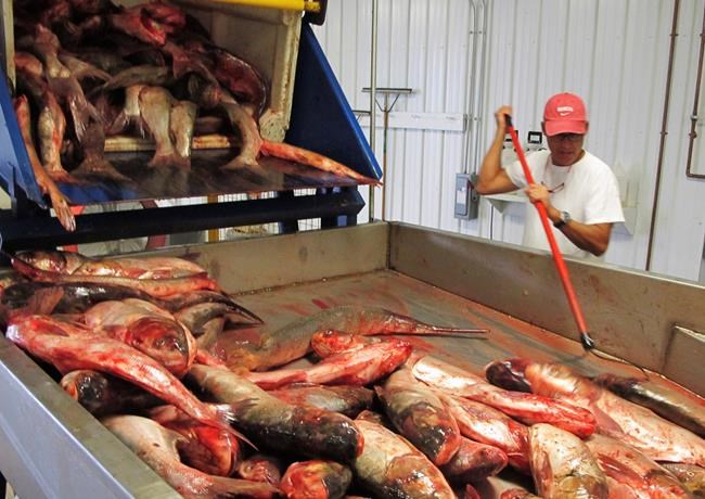 Michigan to offer prize in fight against invasive Asian carp | iNFOnews.ca