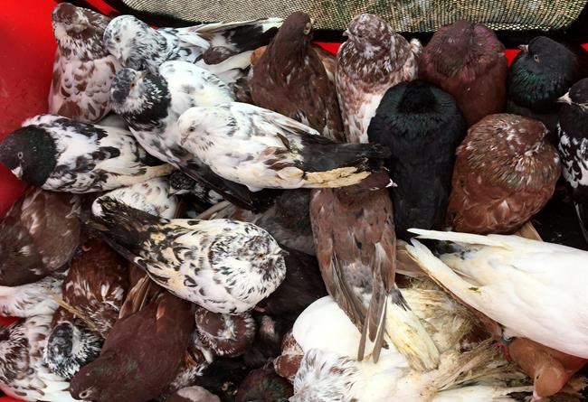 Pigeons apparently used in illegal racing dumped in Indiana | iNFOnews.ca CP1672021503