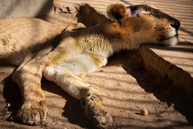 Rescue mission aids starving lions in neglected Sudan zoo | iNFOnews.ca Rescue mission aids starving lions in neglected Sudan zoo | iNFOnews.ca