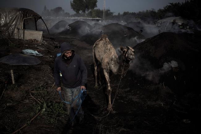 Sparse trees, little work for woodcutters in squeezed Gaza | iNFOnews.ca