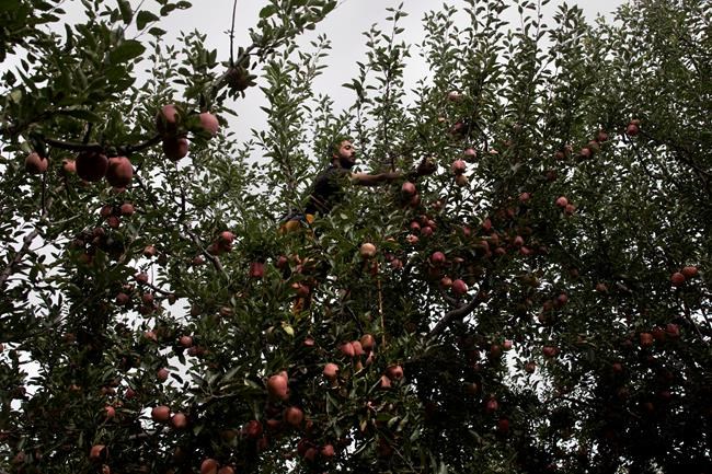 Apple economy latest casualty in strife-torn Kashmir | iNFOnews.ca Apple economy latest casualty in strife-torn Kashmir | iNFOnews.ca