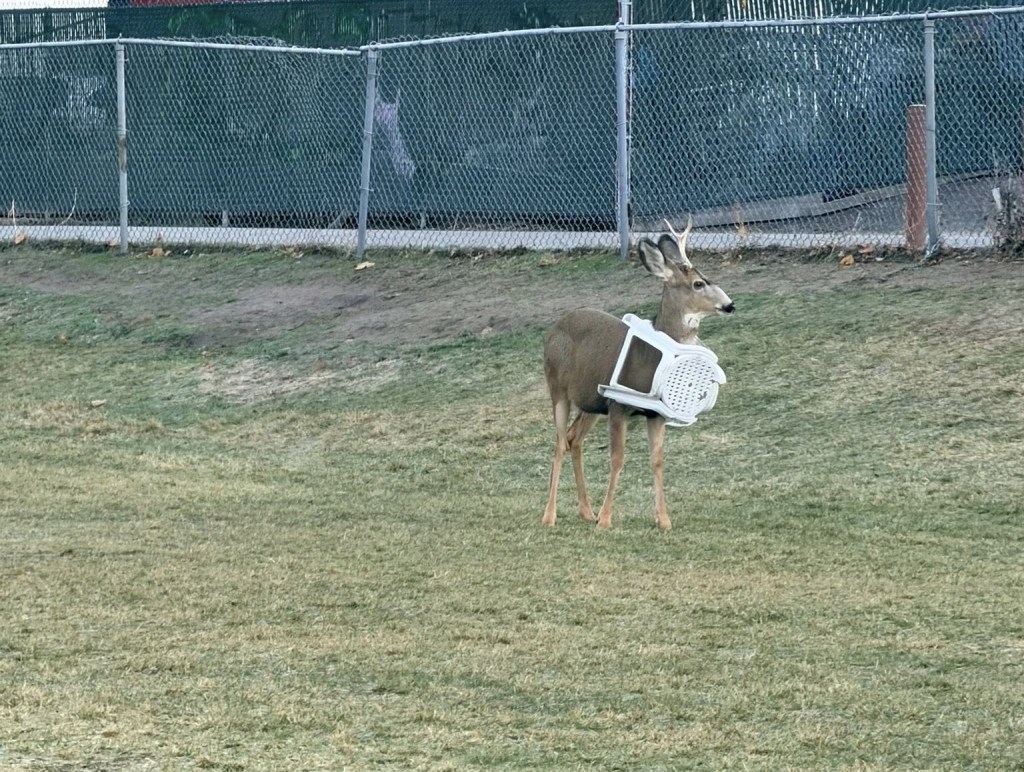 iN PHOTOS: Deer with stuff stuck on their antlers in Okanagan, Kamloops | iNFOnews.ca iN PHOTOS: Deer with stuff stuck on their antlers in Okanagan, Kamloops | iNFOnews.ca