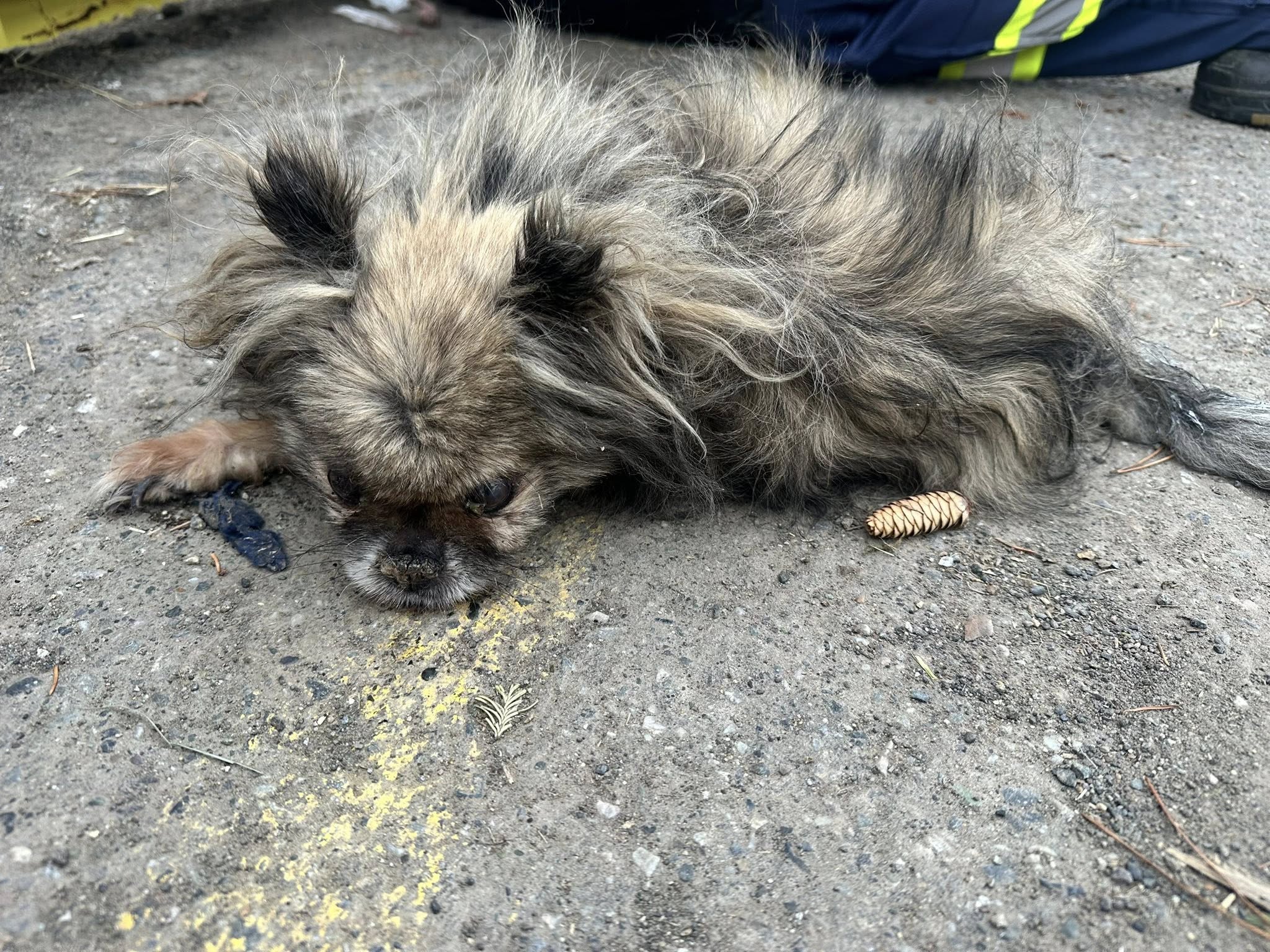 A scruffy little dog lies on concrete.