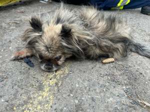 A scruffy little dog lies on concrete.