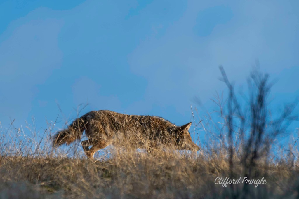iN PHOTOS: Hungry predators on the hunt in Okanagan, Kamloops | iNFOnews.ca