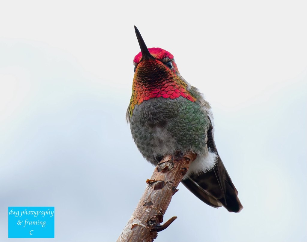 iN PHOTOS: Iridescent hummingbirds brighten backyards in Thompson-Okanagan | iNFOnews.ca