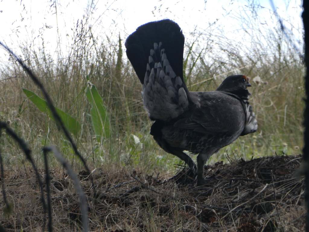 iN PHOTOS: Four species of grouse in the Thompson-Okanagan | iNFOnews.ca iN PHOTOS: Four species of grouse in the Thompson-Okanagan | iNFOnews.ca